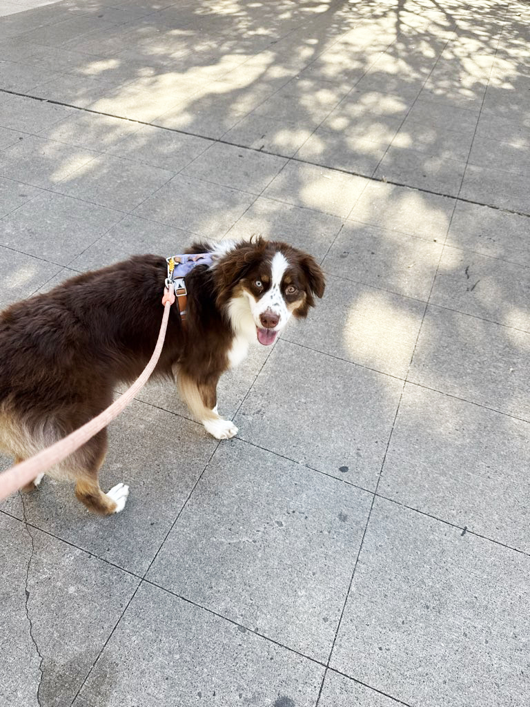 Bella